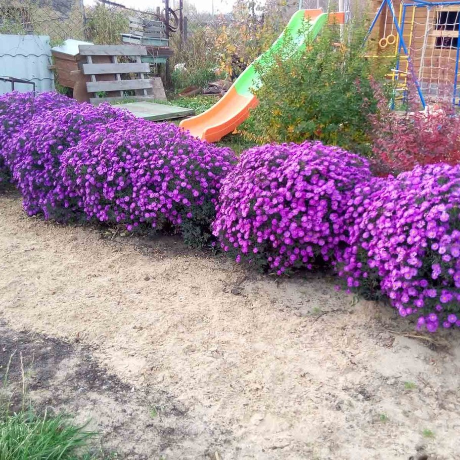 Астра новобельгийская низкорослая бордюрная многолетняя