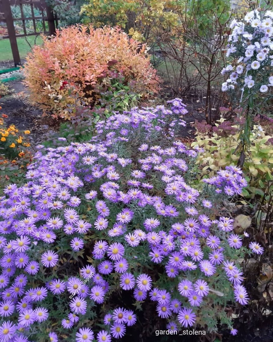 Астра новобельгийская Кримсон Брокейд