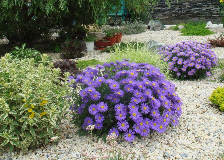 Астра Альпийская Сабина