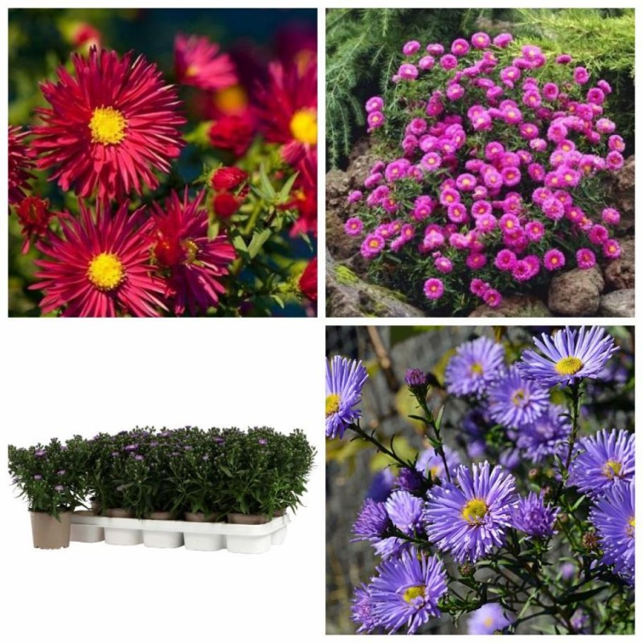 Клумбы с новобельгийской астры