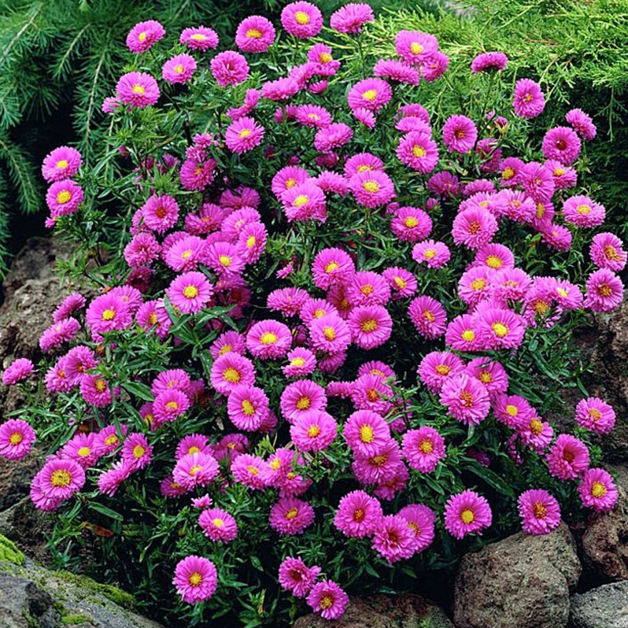 Астра новобельгийская Patricia Ballard (Патриция Баллард)