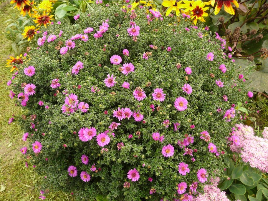 Астра новобельгийская в ландшафте