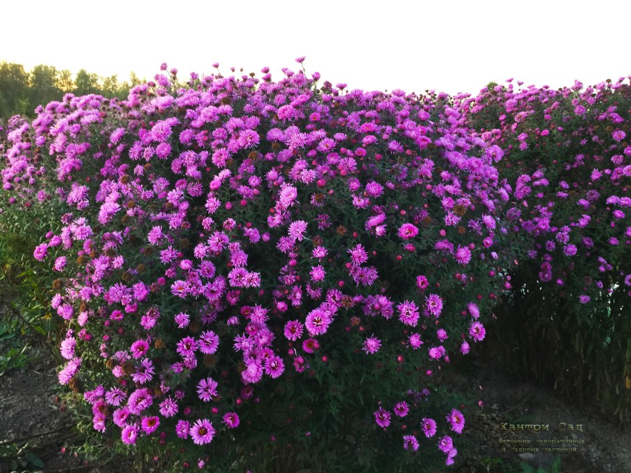 Астра многолетняя Пинк Бьюти