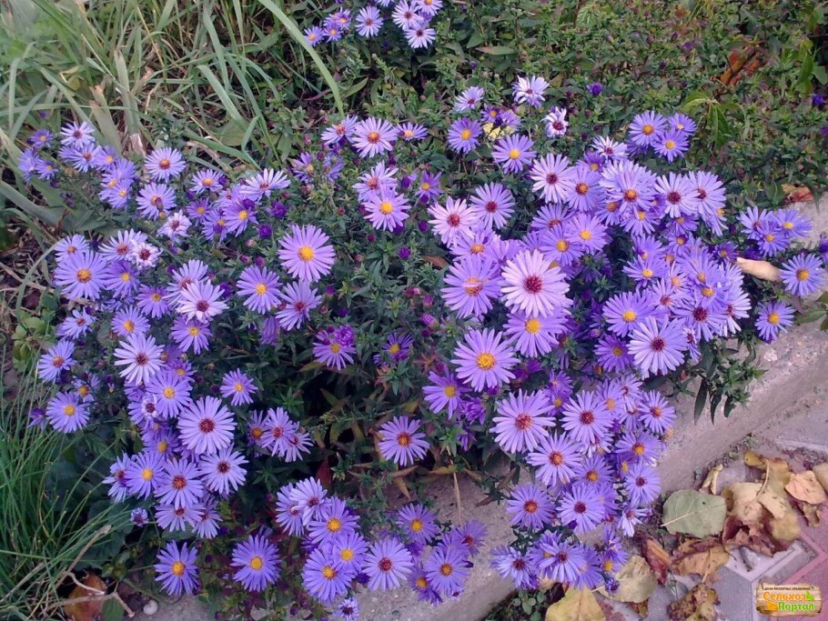 Астра многолетняя низкорослая Альпийская