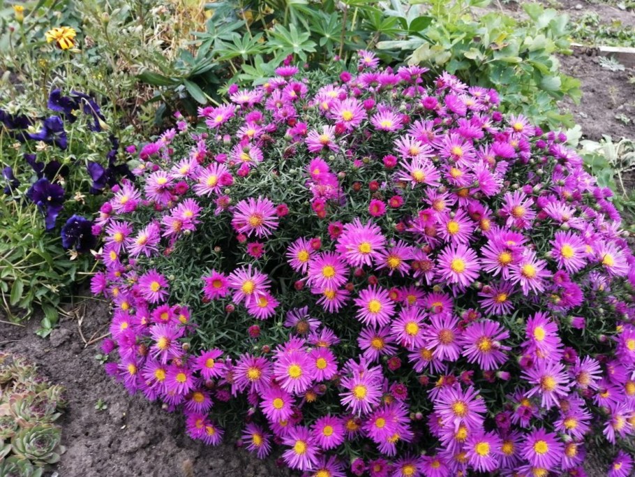 Новобельгийская Астра низкорослая