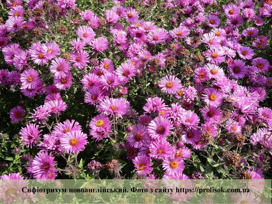 Новобельгийская Астра многолетняя