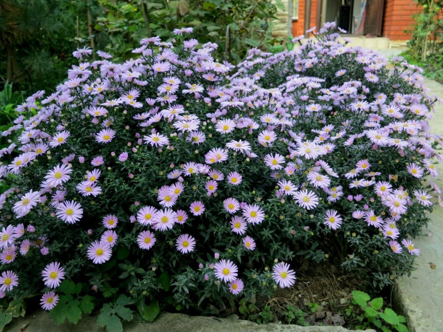 Астра кустарниковая леди ин Блю