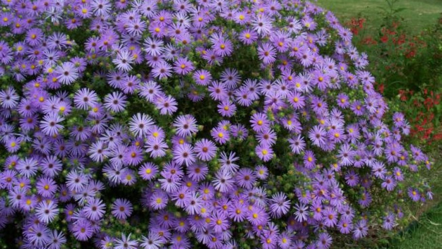 Астра кустарниковая Aster dumosus