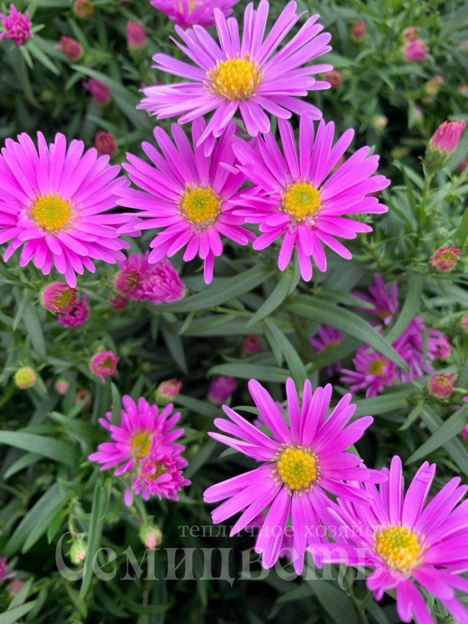 Астра новобельгийская Феллоушип