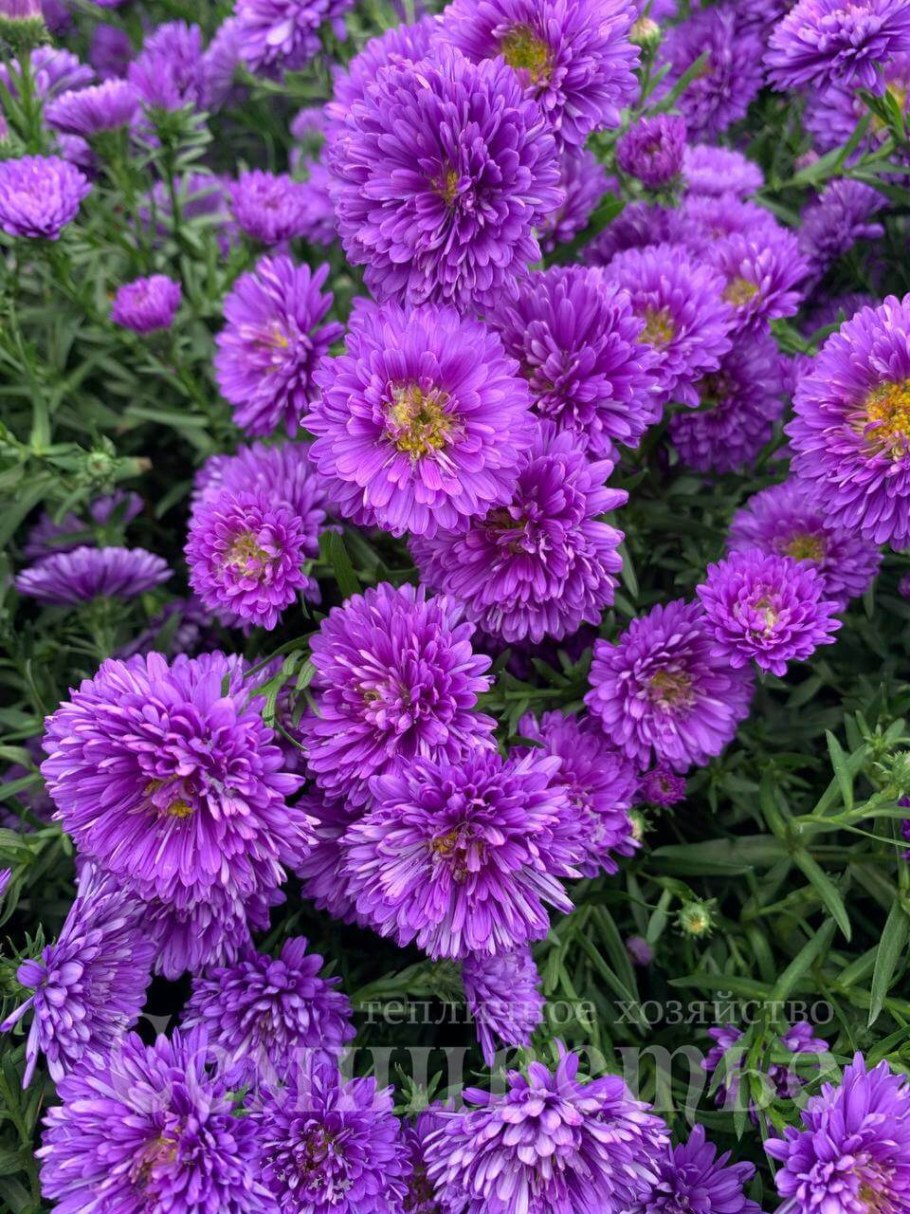 Астра Дженни i 1 шт