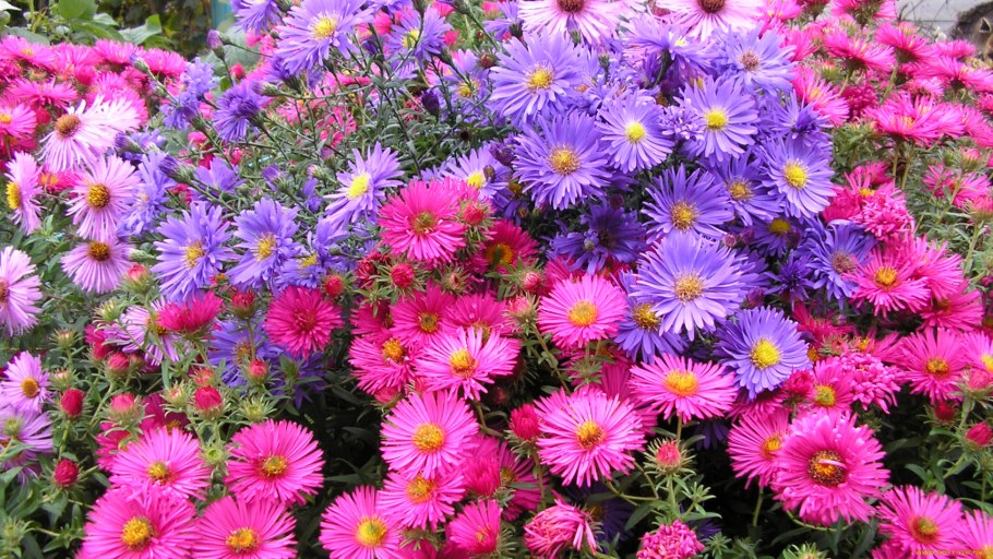 Астра новобельгийская в ландшафтном