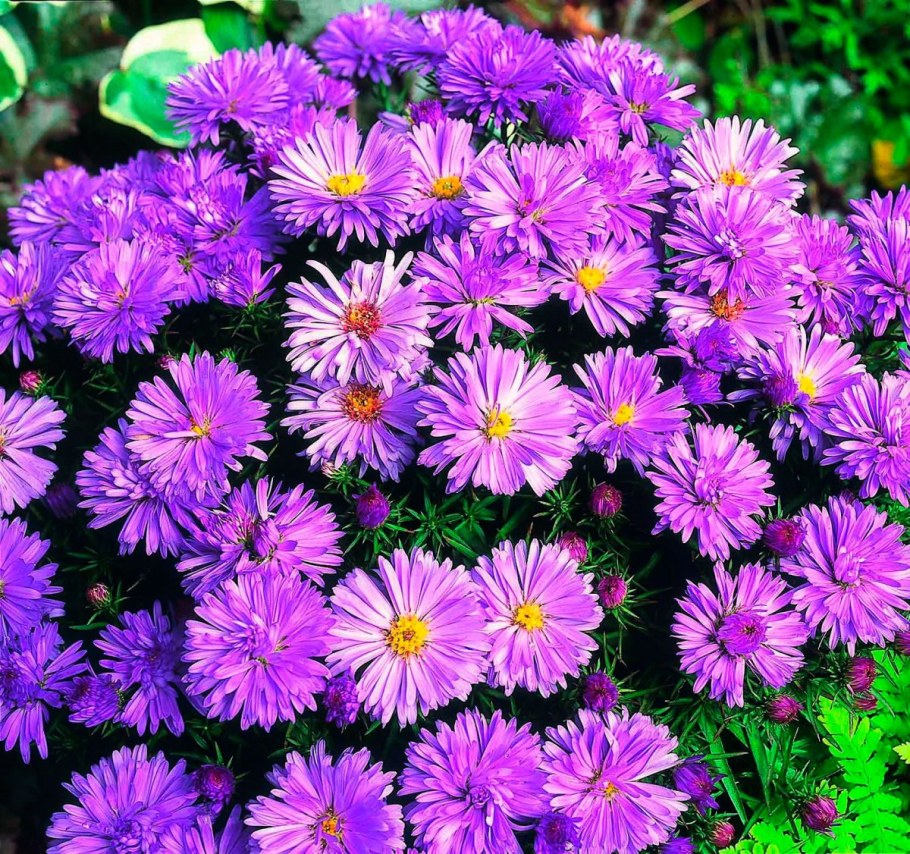 Астра новоанглийская (Aster Novae-angliae Purple Dome)