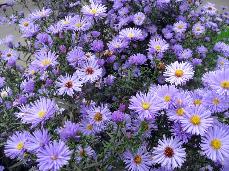 Вересковая Астра многолетняя