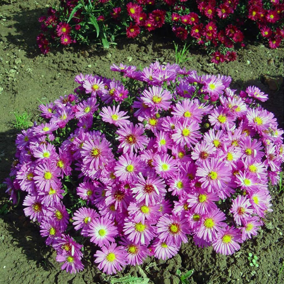 Многолетники Астра кустарниковая