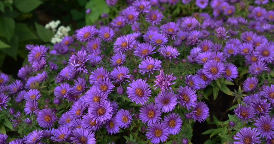 Астра кустарниковая многолетняя