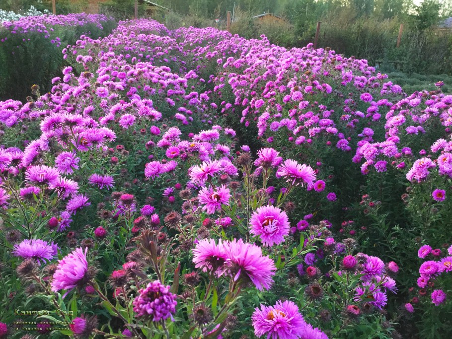 Астра новобельгийская Henry Pink