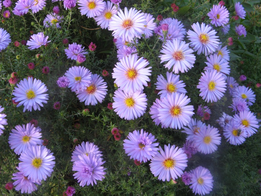 Новобельгийская Астра многолетняя шаровидная
