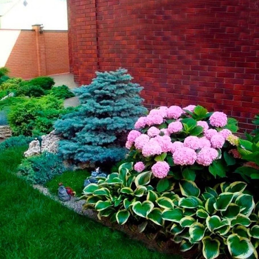 Гортензия метельчатая с хвойниками