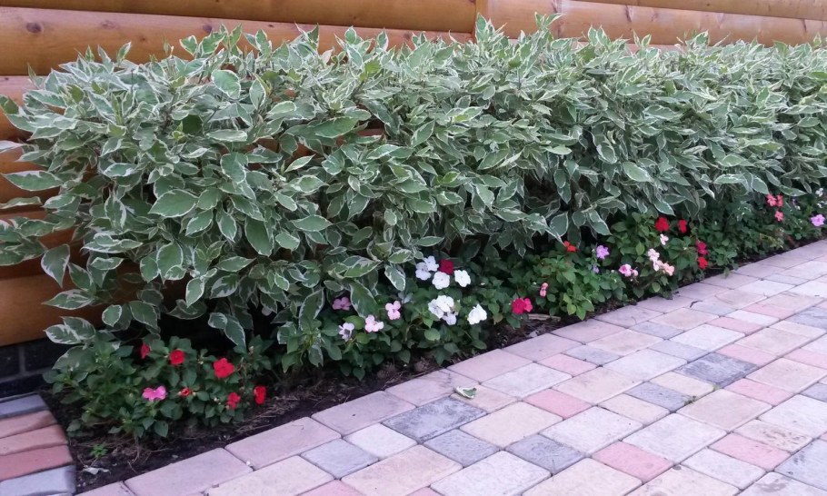 Дерен Сибирика Живая изгородь