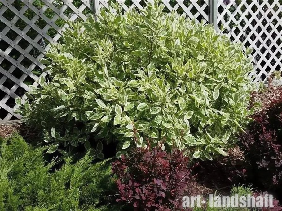 Дерен айвори Хало