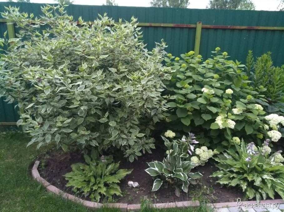 Дерен белоокаймленный