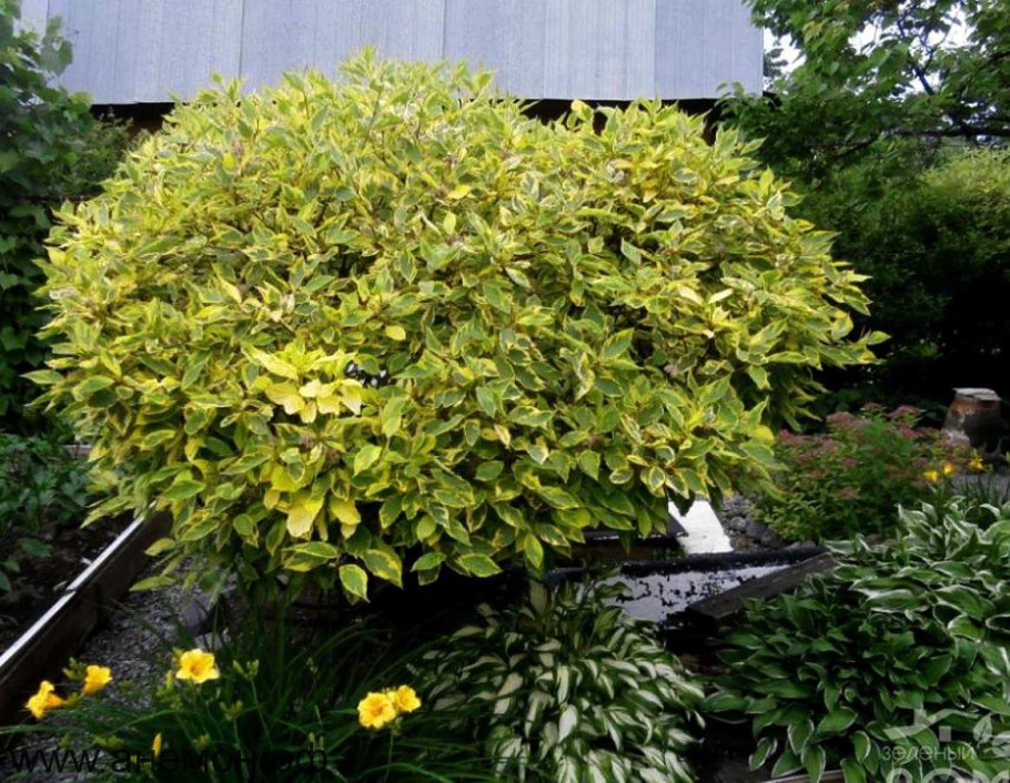 Дерен Шпета