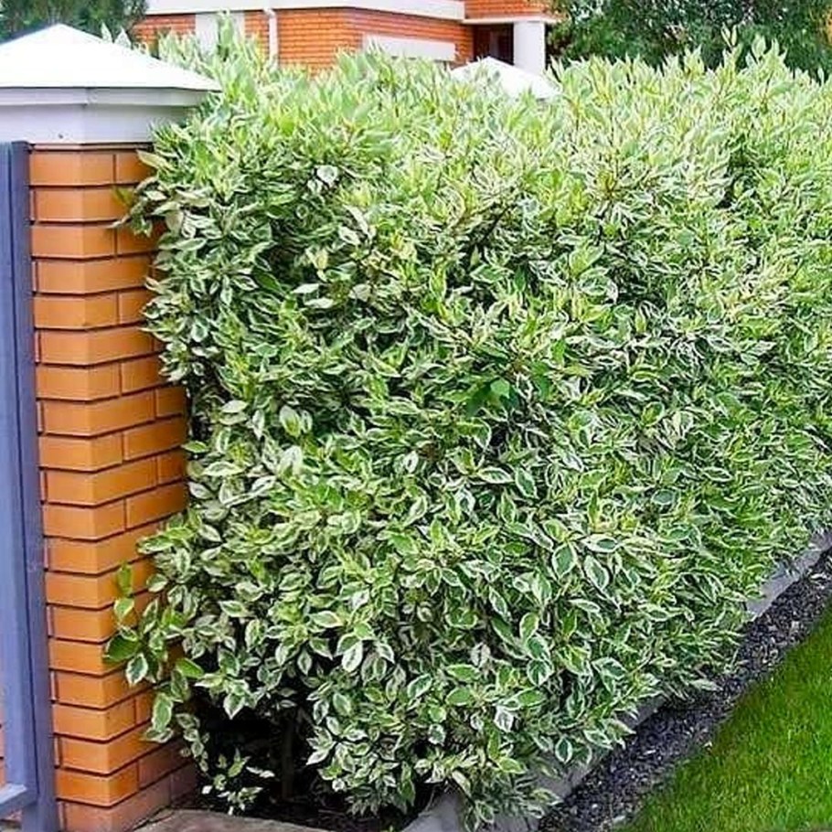 Дерен Элегантиссима Живая изгородь