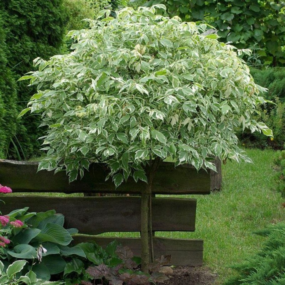 Клен ясенелистный Вариегатум (Acer negundo variegatum)