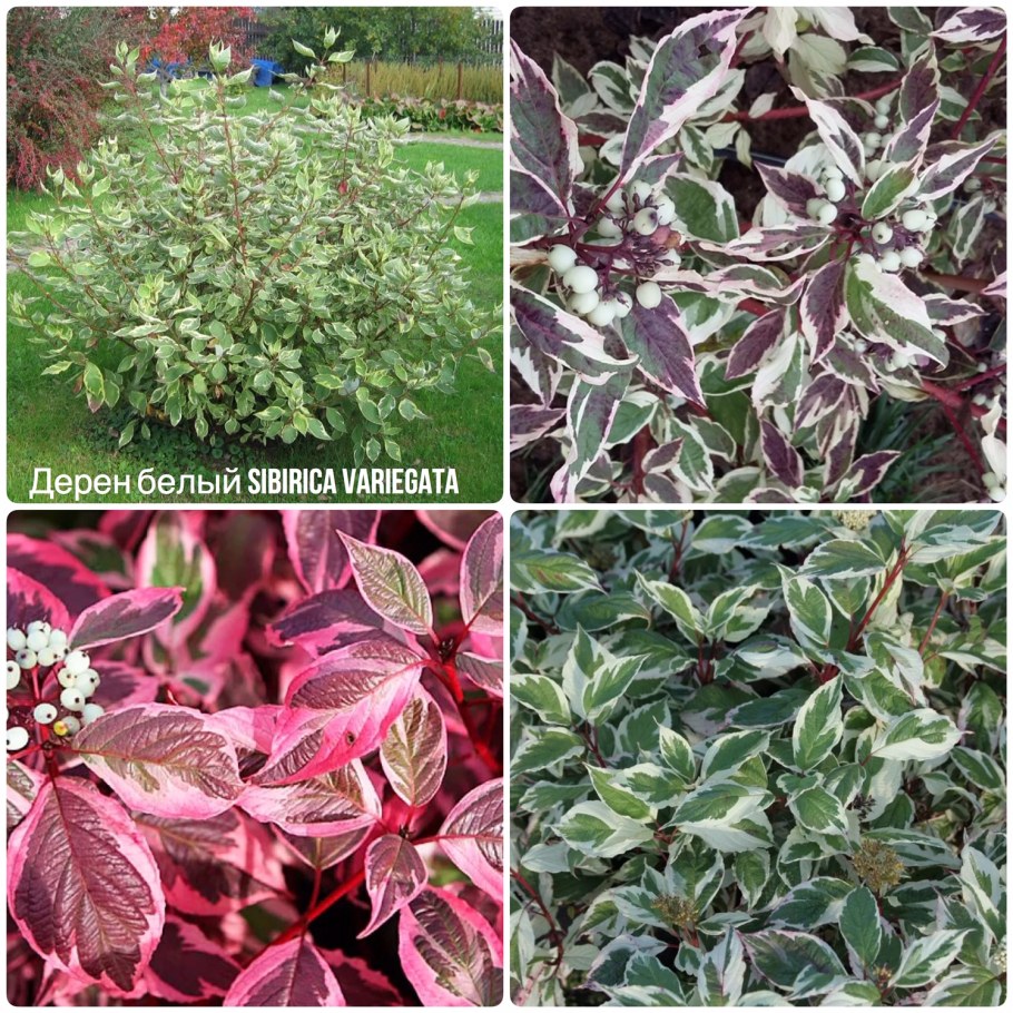 Дерен белый Сибирика