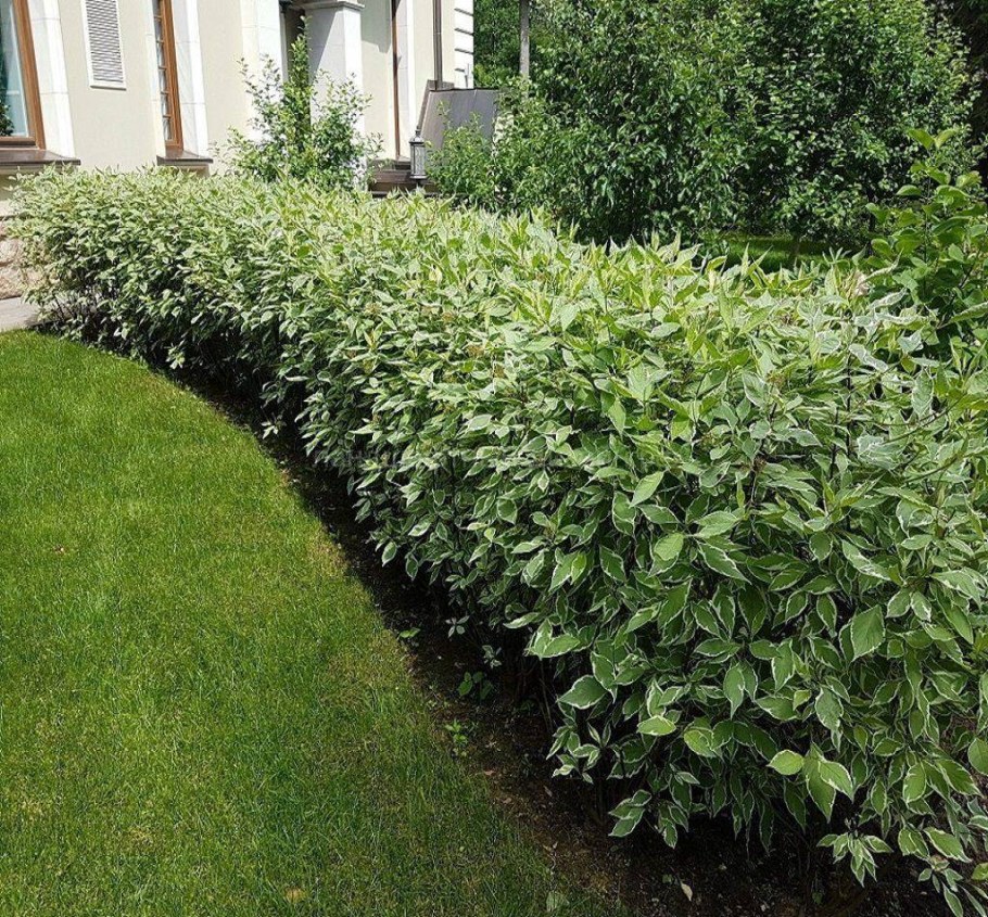 Дерен белый Живая изгородь