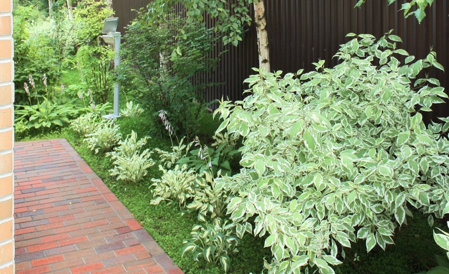 Дерен Сибирика Вариегата Живая изгородь