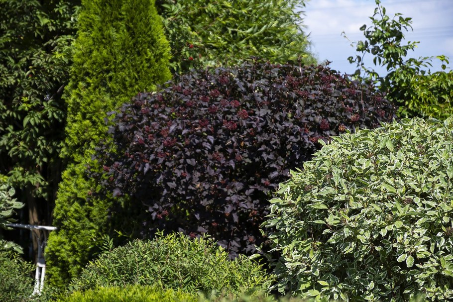 Ред Барон кустарник пузыреплодник