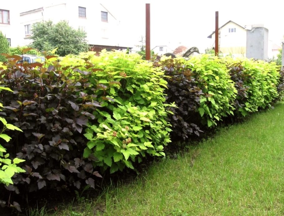 Пузыреплодник калинолистный Ауреа в живой изгороди