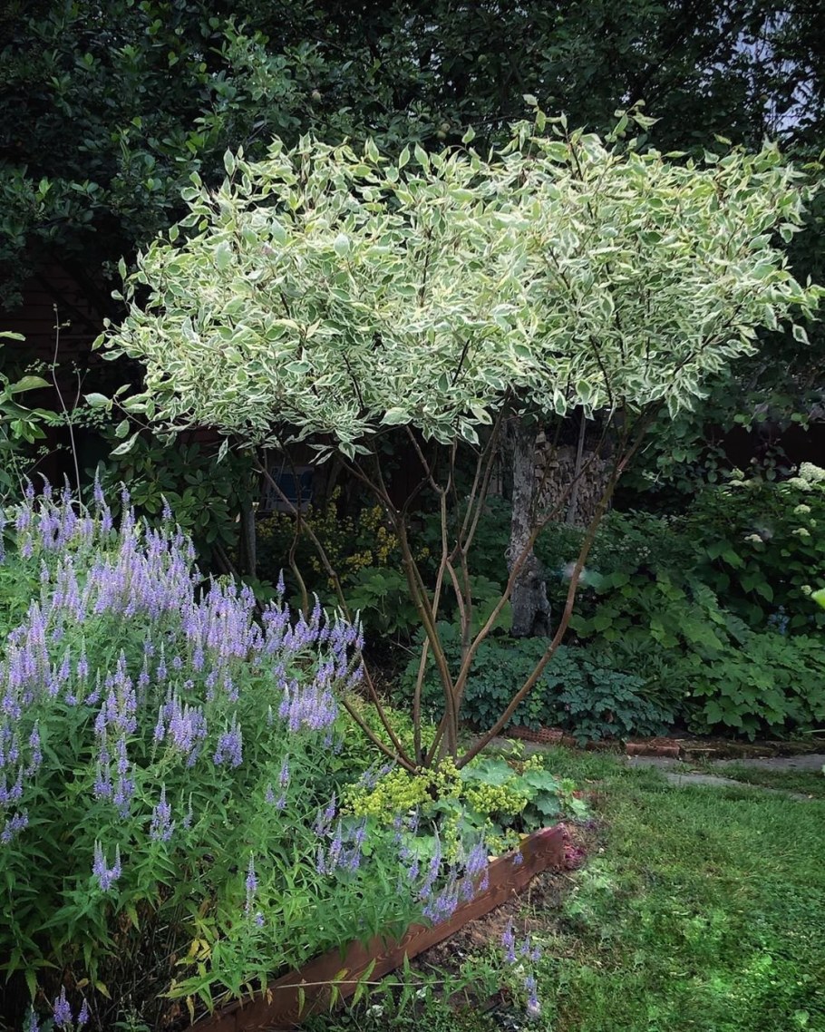 Дерен белый куст