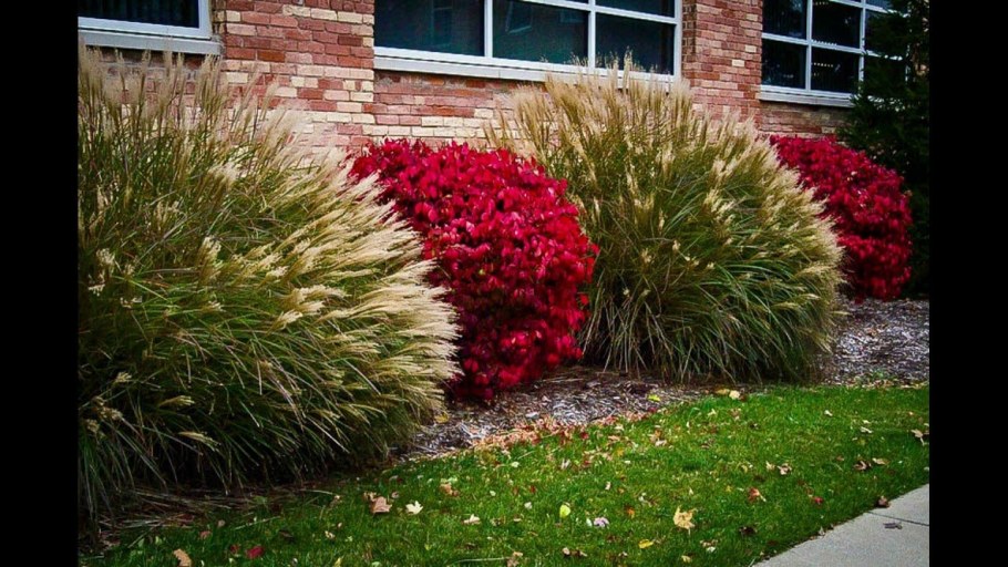 Бересклет крылатый Компактус