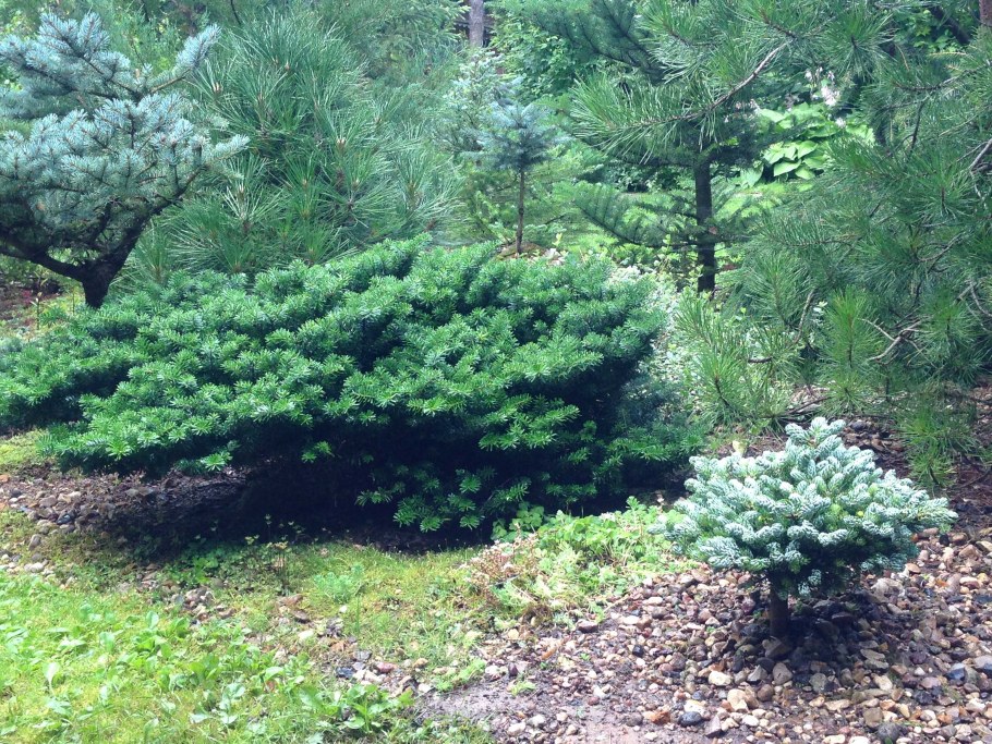 Пихта Грин карпет