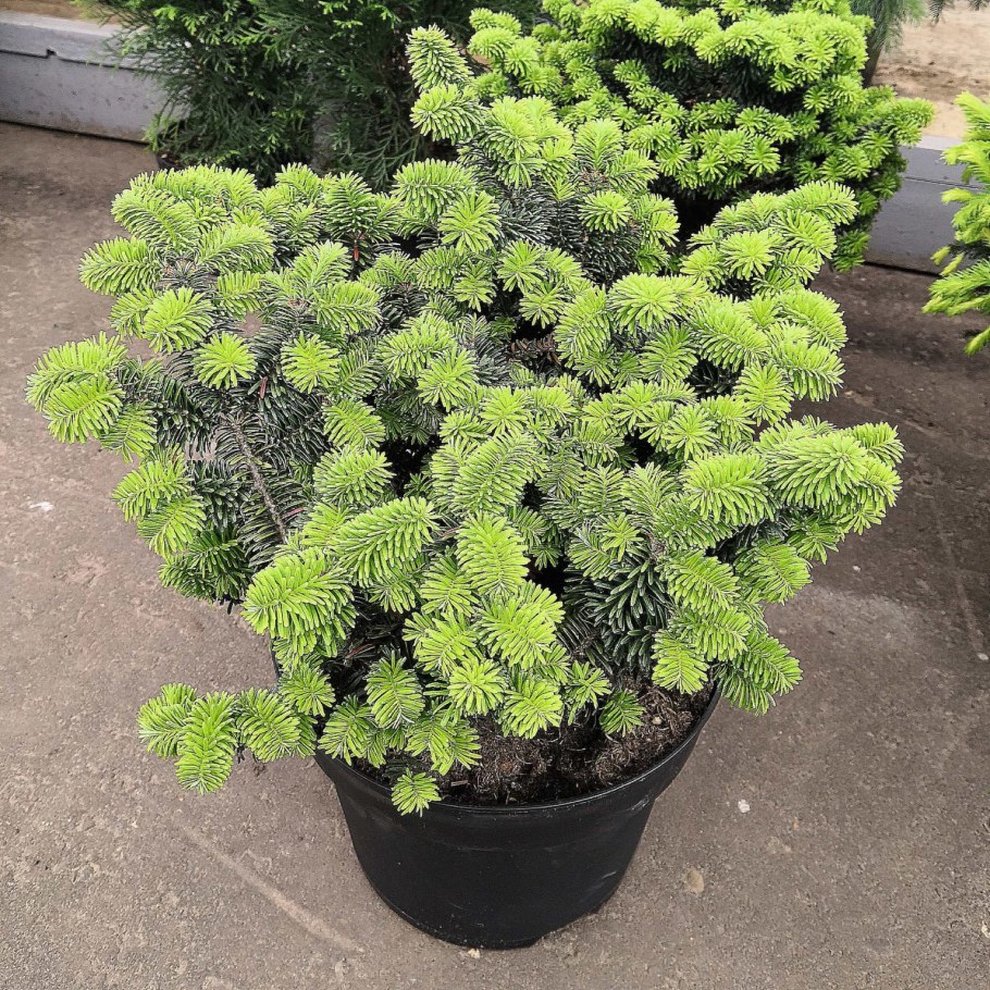 Пихта бальзамическая Nana