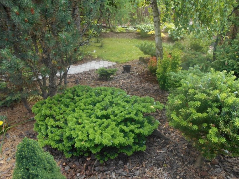 Пихта корейская / Abies Koreana бриллиант