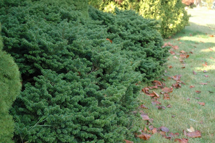 Пихта бальзамическая сорт Nana