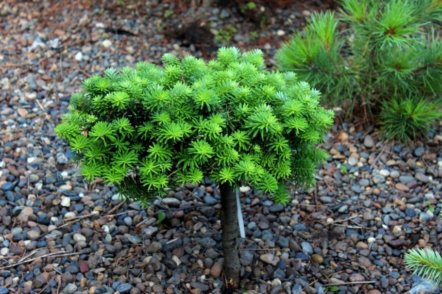 Пихта корейская бриллиант