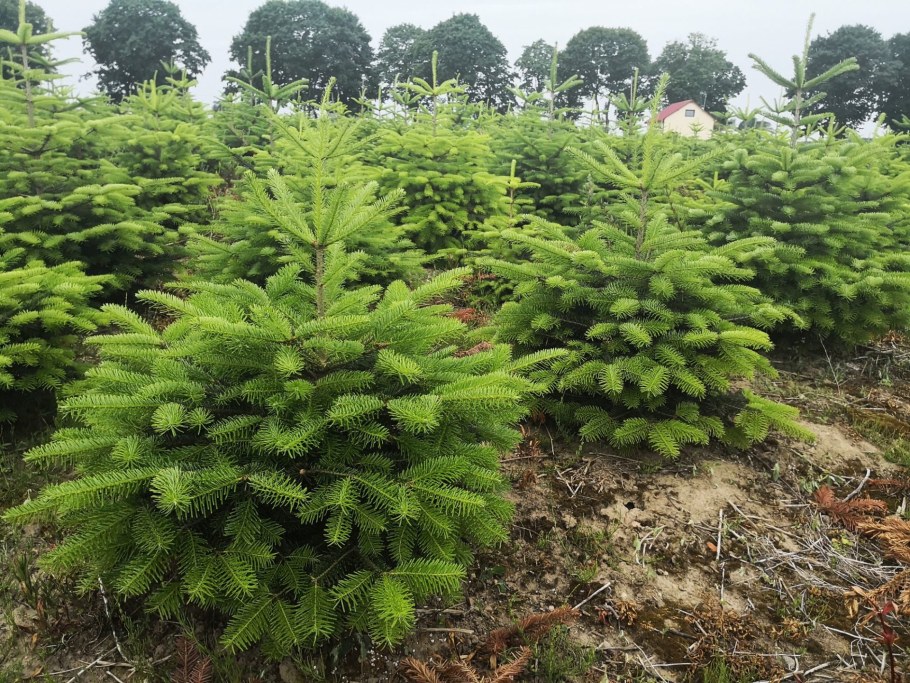 Пихта бальзамическая (Abies balsamea)