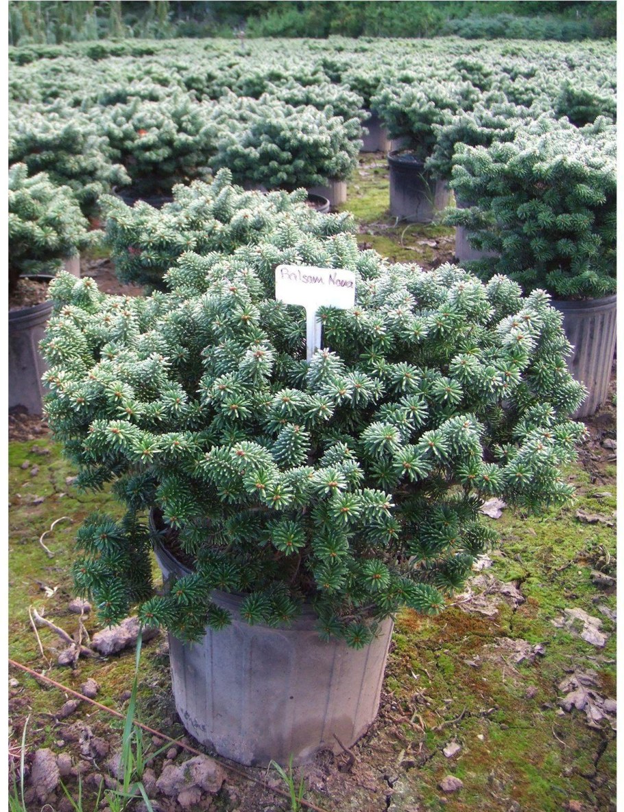 Пихта бальзамическая Nana