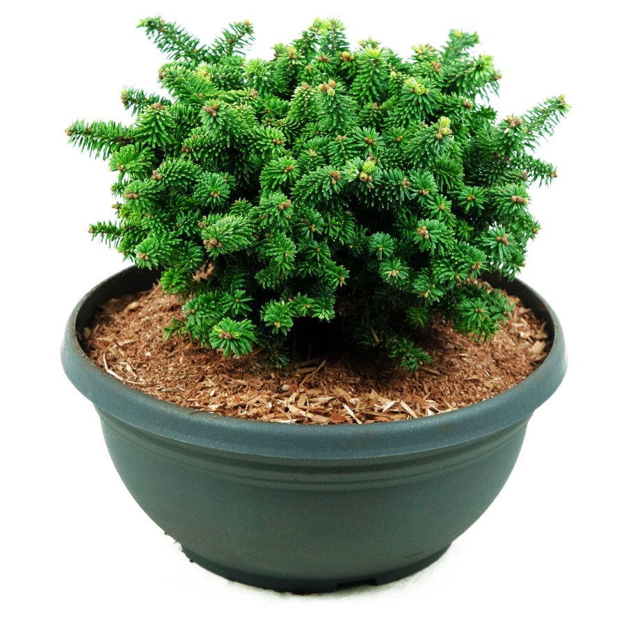 Abies balsamea (пихта бальзамическая) 'piccolo'