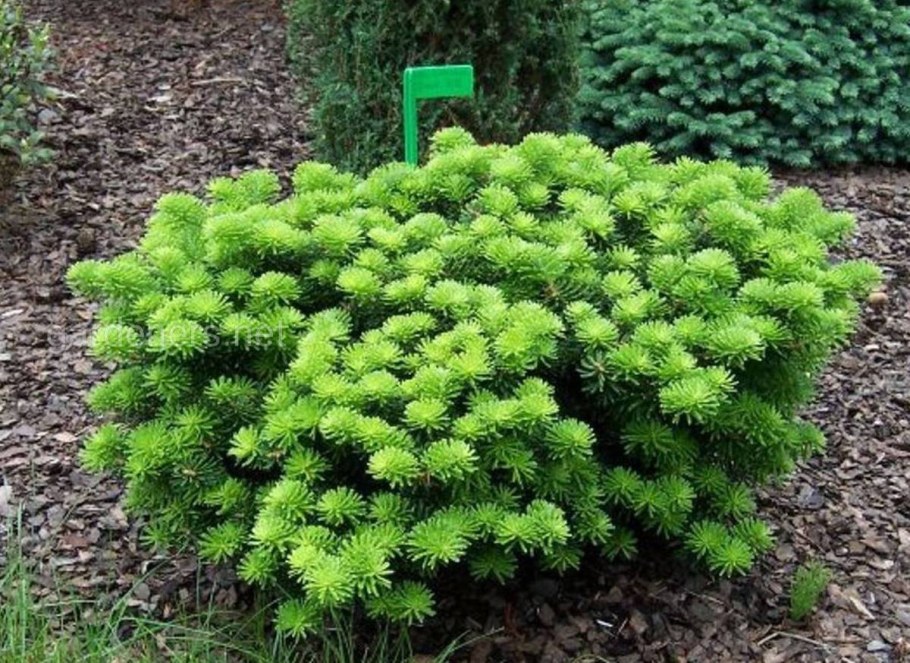 Abies Koreana brillant (пихта бриллиант)
