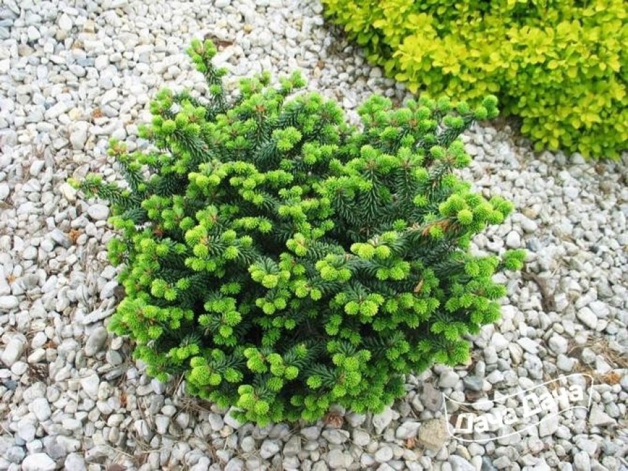 Пихта бальзамическая Jana