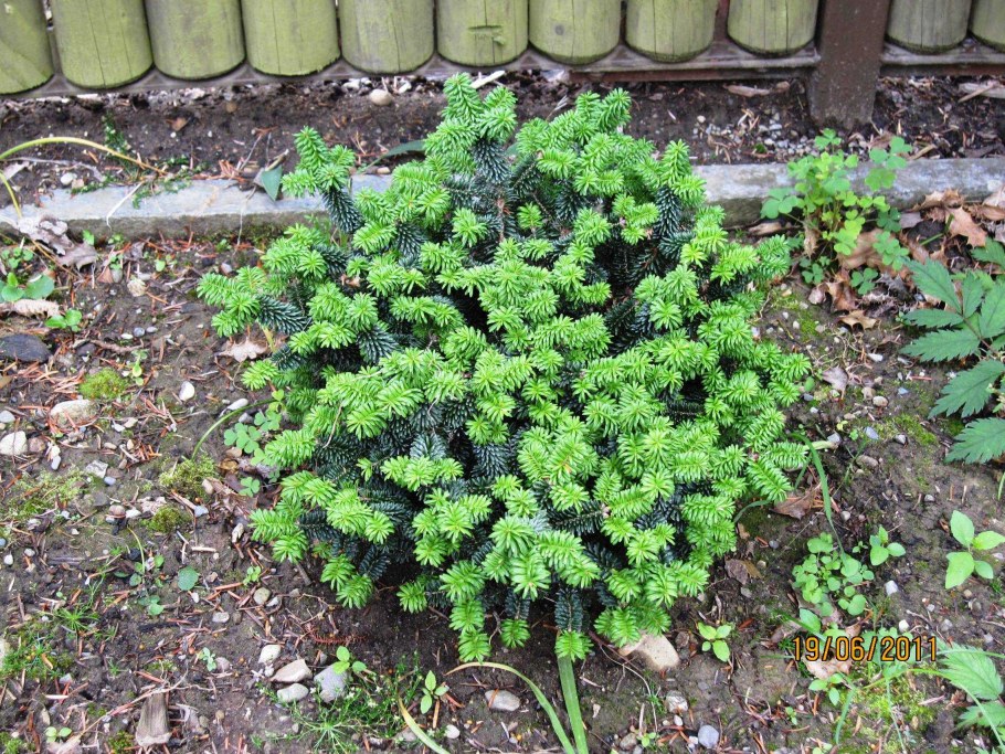 Пихта бальзамическая Nana