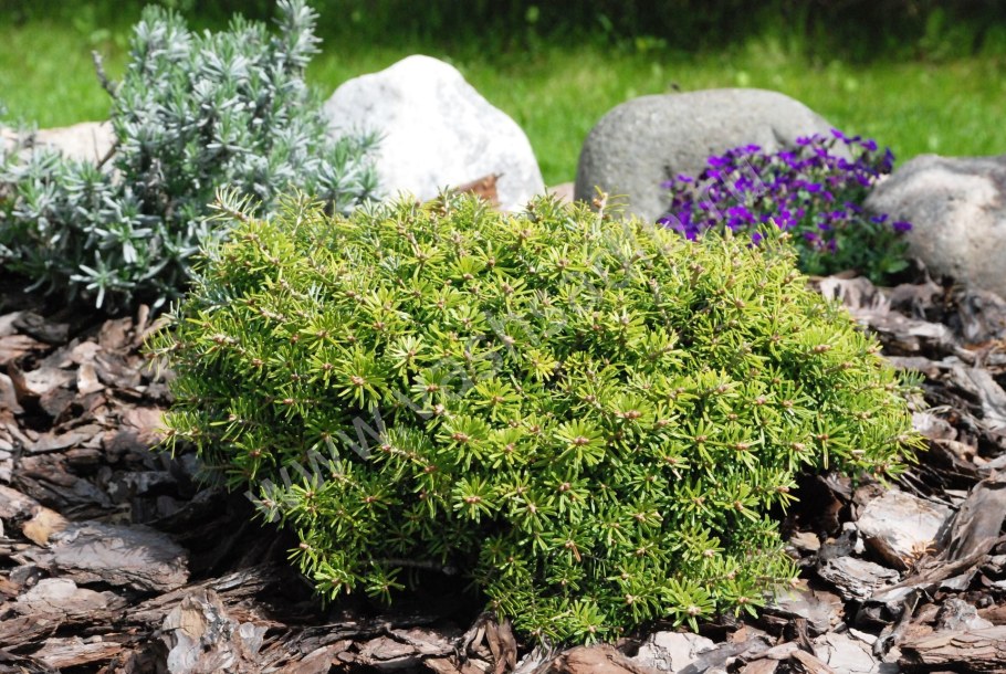 Пихта бальзамическая Нана