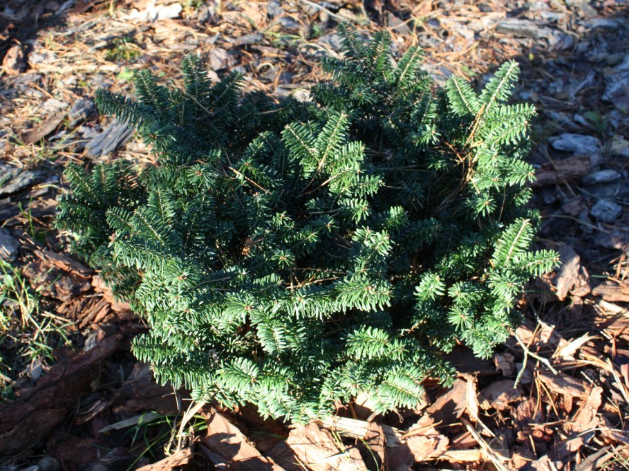 Пихта бальзамическая Nana