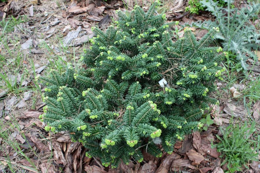 Пихта бальзамическая Нана