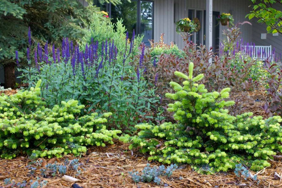 Ель Abies Koreana